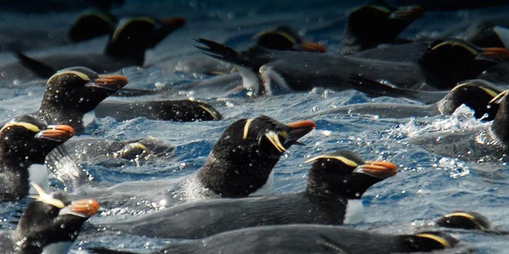 Vogelbeobachtung Down Under: Subantarktische und Chatham-Inseln