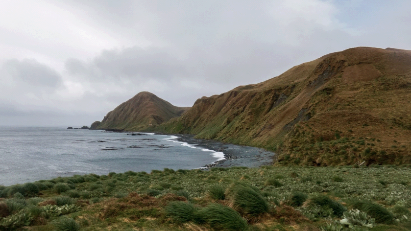 Birding Down Under, Snares, Auckland, Campbell, Macquarie, Chatham Islands