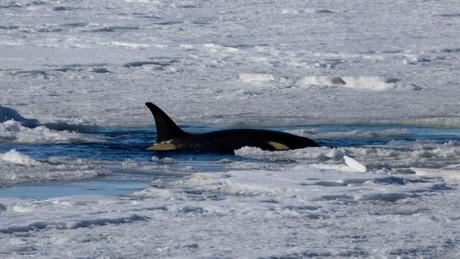 Antarctica Ross Sea Cruise: Orcas, Minke Whales & Icebreaker