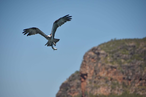 Osprey catching fish, Hunter River, Kimberley Australia