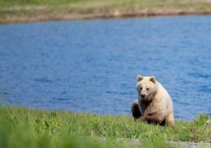 Brown Bear Tintikin