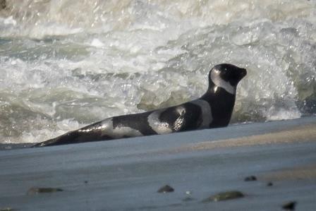 Ribbon Seal Expedition Bay