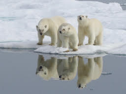 Polar Bears Wrangel Island 1829