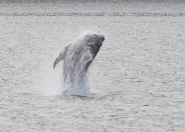 Humpback Whale Jumping 1827