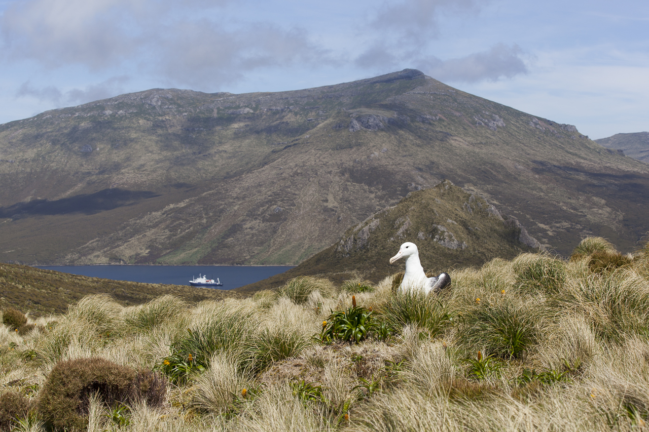 (c)_heritage_expeditions_-_campbell_island