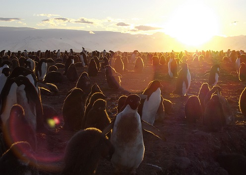 (c)_i.wilson,_heritage_expeditions_-_adelie_penguins,_cape_adare