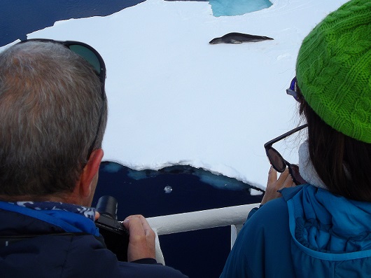 (c)_i.wilson,_heritage_expeditions_-_leopard_seal,_antarctica