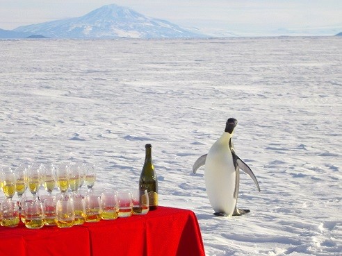 Emperor Penguin and Mt Discovery, I.Wilson