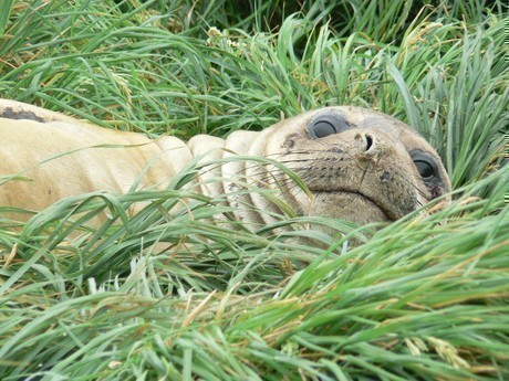 (c)_l.tough,_heritage_expeditions_-_elephant_seal_macqurie_island