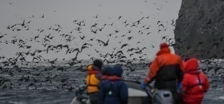 Auklets and zodiac