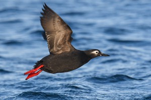 Spectacled Guillemot from file