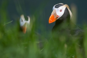 Tufted Puffin Verkhoturova Island 