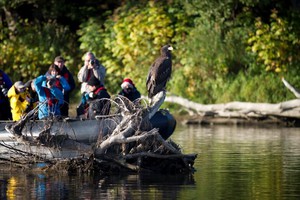 Stellar's Sea Eagle Zhupanova River