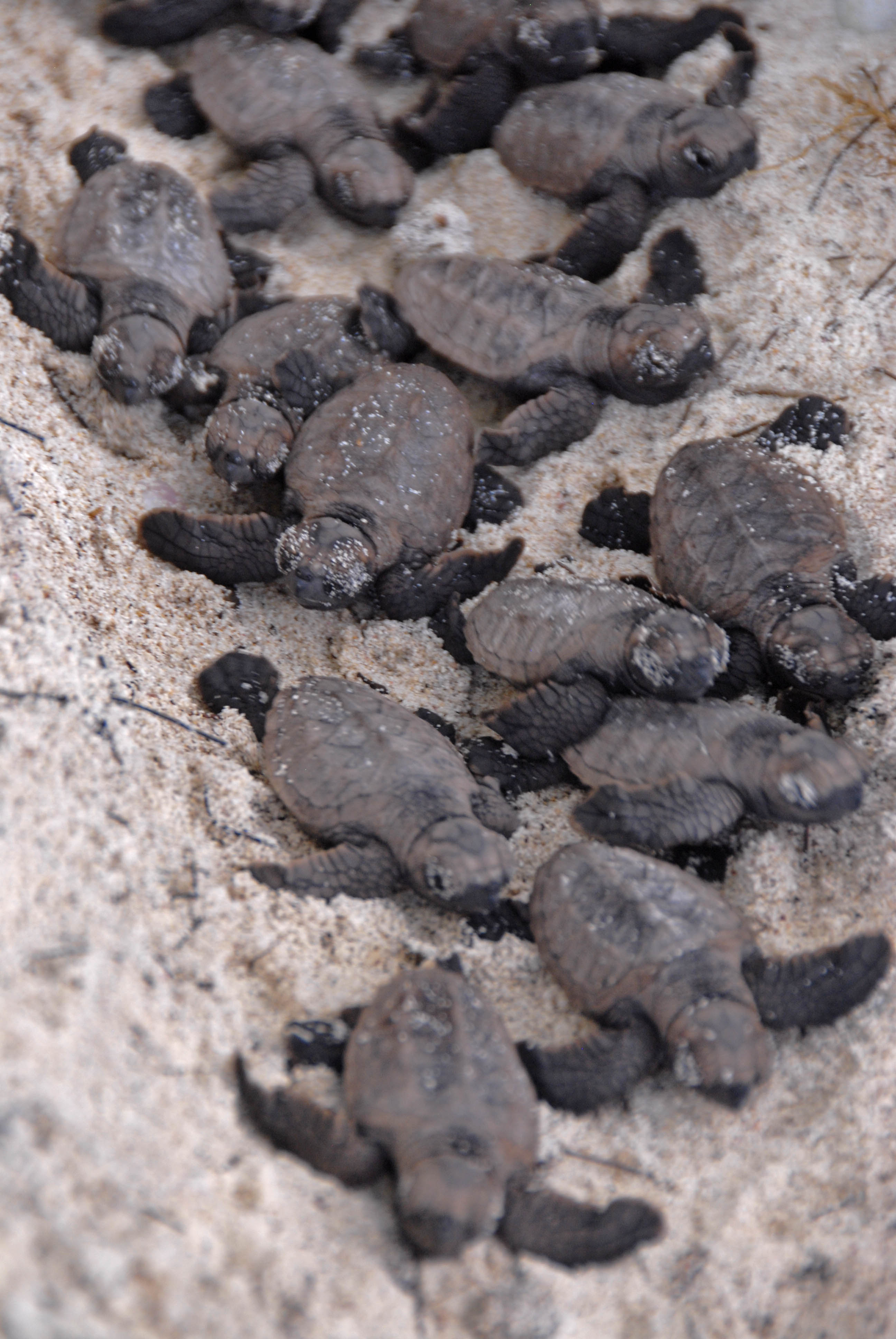 Tiny Hawskbill Turtles