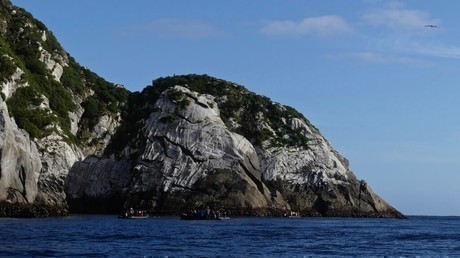 Snares Zodiac Cruise Birding Down Under