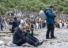 King Penguin colony on Macquarie Island