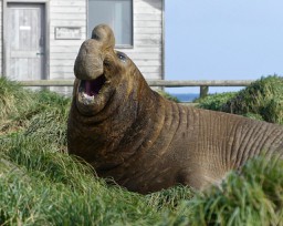 Roaring Male Elephant Seal on Macquaire Island