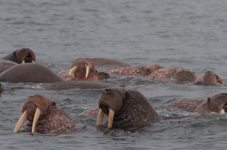 Walrus viewing Kamchatka Coast