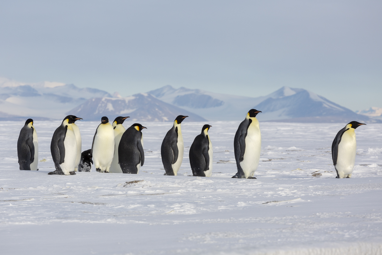 Emperor Penguins, Ross Sea, (c) S.Blanc, Heritage Expeditions