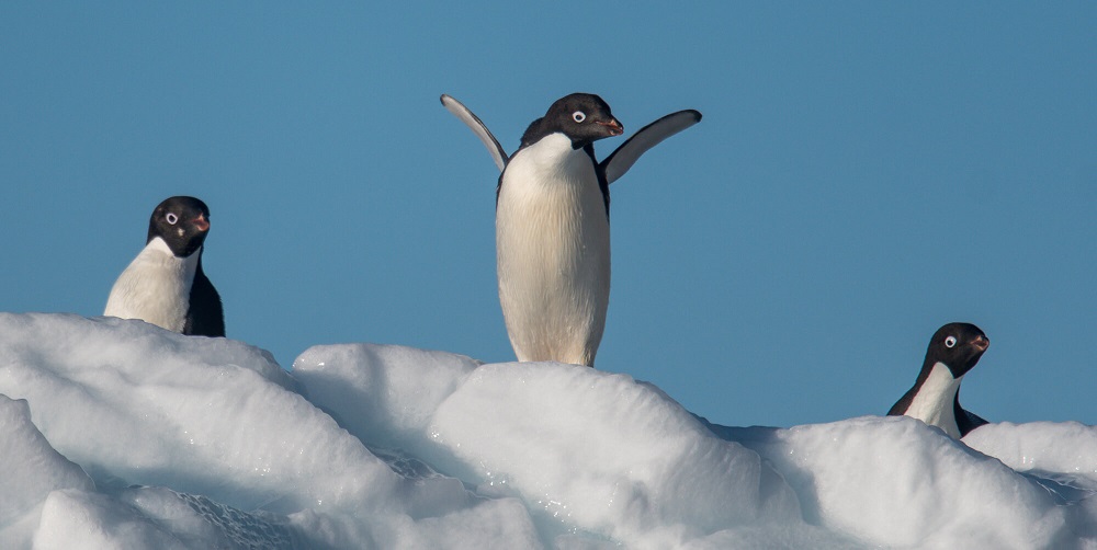 Adelie Penguins spotted in Possession Islands during an Antarctica Ross Sea Cruise with Heritage Expeditions