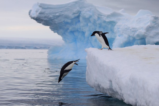 Adelie Penguins Ross Ice Shelf