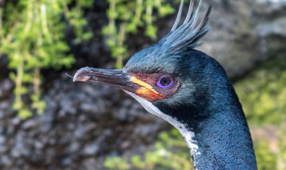 Auckland Islands shag encounter with Heritage Expeditions