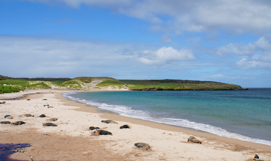 Visiting Enderby Island beach and sea lions with Heritage Expeditions