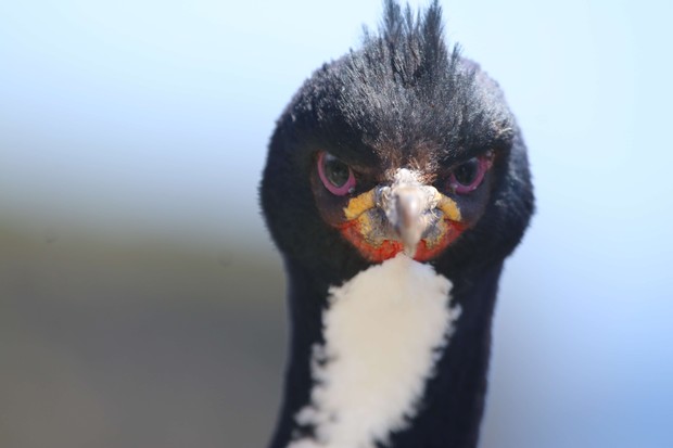 Auckland Island Shag, Enderby Island, M.Jones