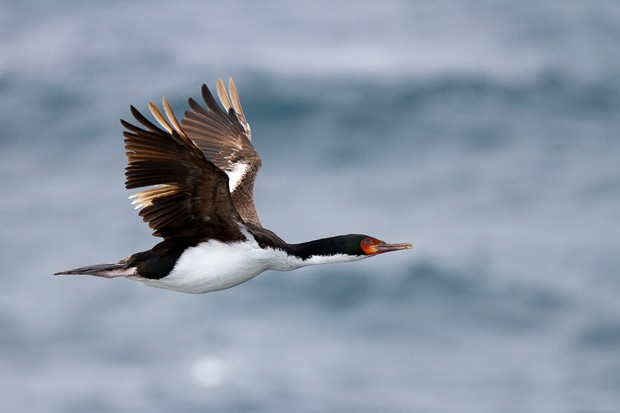 Bounty Island Shag