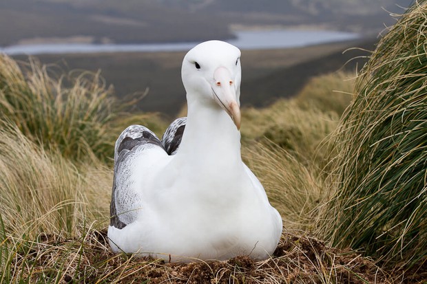 Southern Royal Albatross on Campbell Island