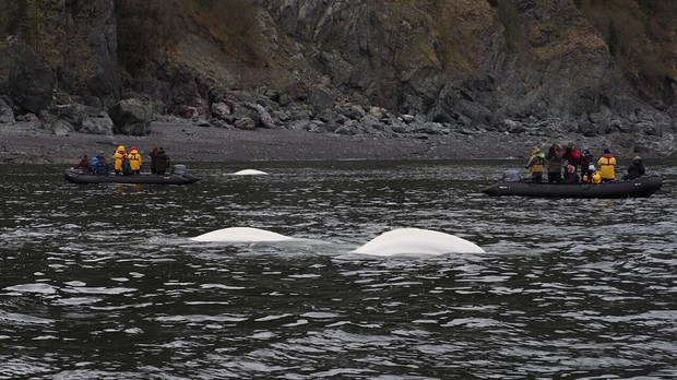 Beluga Whales, Sea of Okhotsk_C.Collins