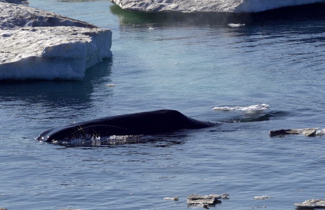 Bowhead Whale Chukotka Russia