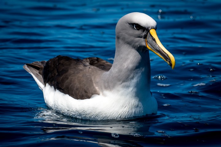 Buller's Albatross in Chatham Islands