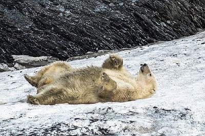 Rolling Polar Bear Wrangel Island 1831