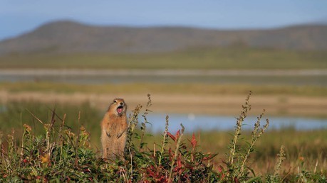 Ground Squirrel, Gilmimyl. 1831