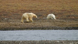 Wrangel Island Bears 1831