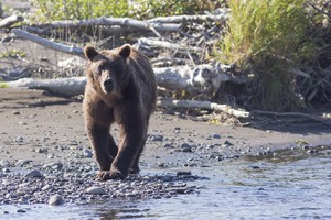 Brown Bear