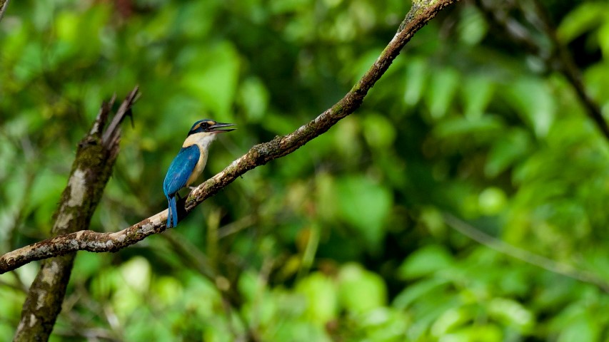 Secrets of Melanesia bird photo
