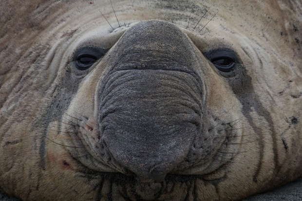 Elephant Seal on Sandy Bay, Macquarie Island