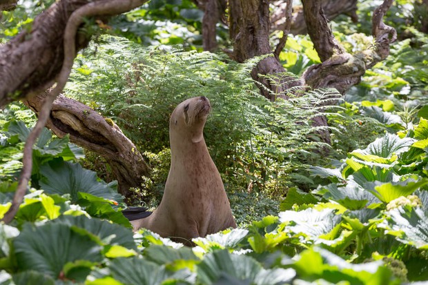Sea Lion in Rata Forest, Enderby Island