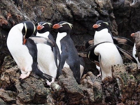 Snares crested Penguins, A.Fergus