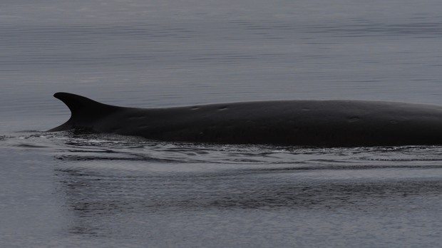 Fin Whale, Piltun Bay_D.Brown