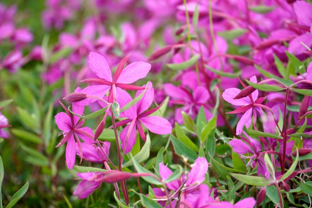 Fireweed of Chukotka