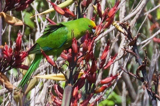 Forbes Parakeet on the Mangere Island