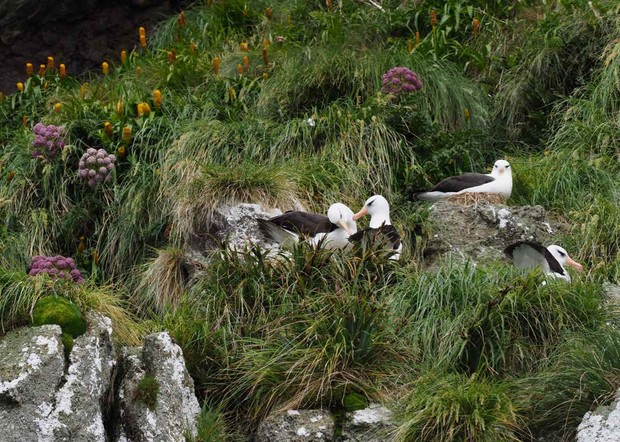 Nesting Albatross on Campbell Island