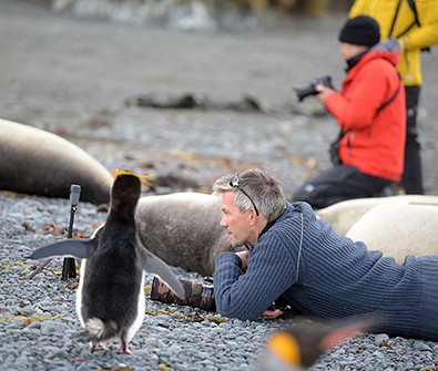 Wildlife on Macquarie Island