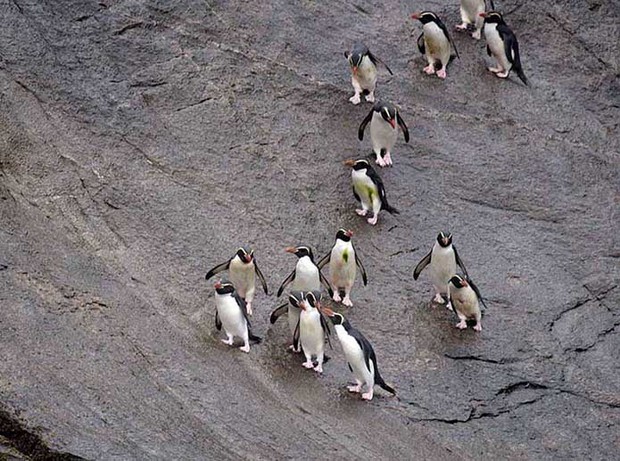 Penguin Slide at Snares 