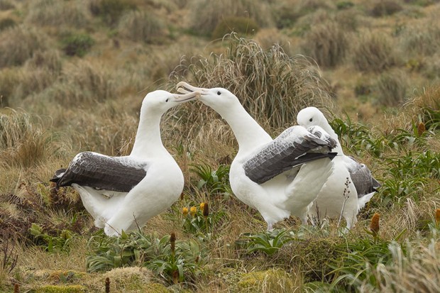 Gamming Southern Royal Albatross, Campbell Island, S.Blanc