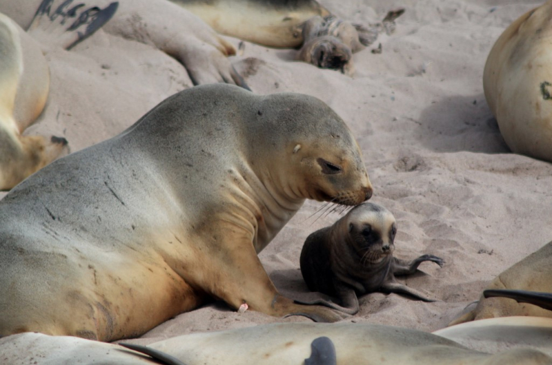 Subantarctic Islands cruise excursion to see Hooker's Sea Lions with Heritage Expeditions