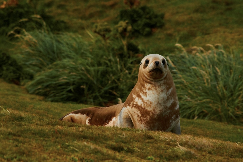 New Zealand Sea Lion